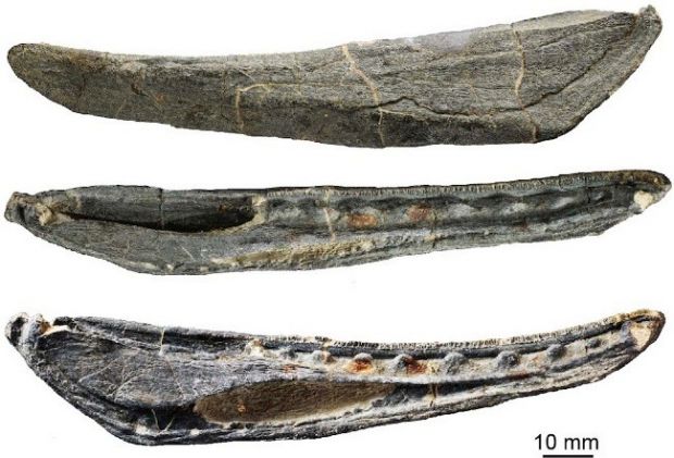 Jaw and teeth fragments found in China belong to an ancient predatory fish