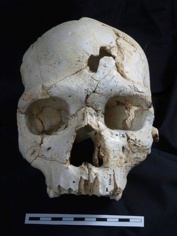 A photo of the 430,000-year-old skull
