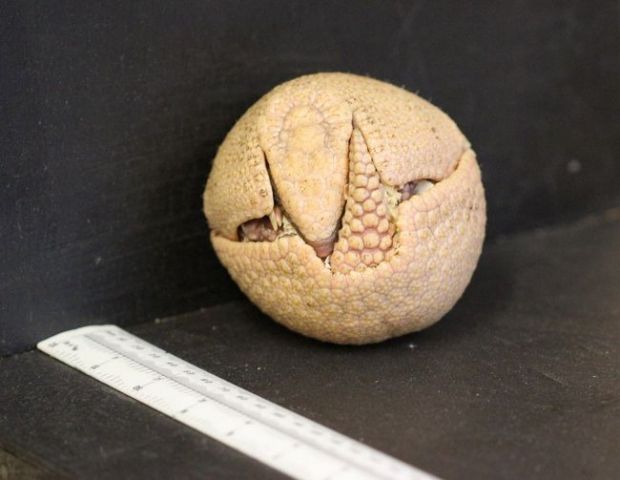Photo shows the baby armadillo curled into a ball