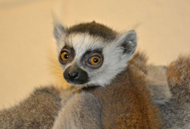 The baby lemur was born with eyes wide open