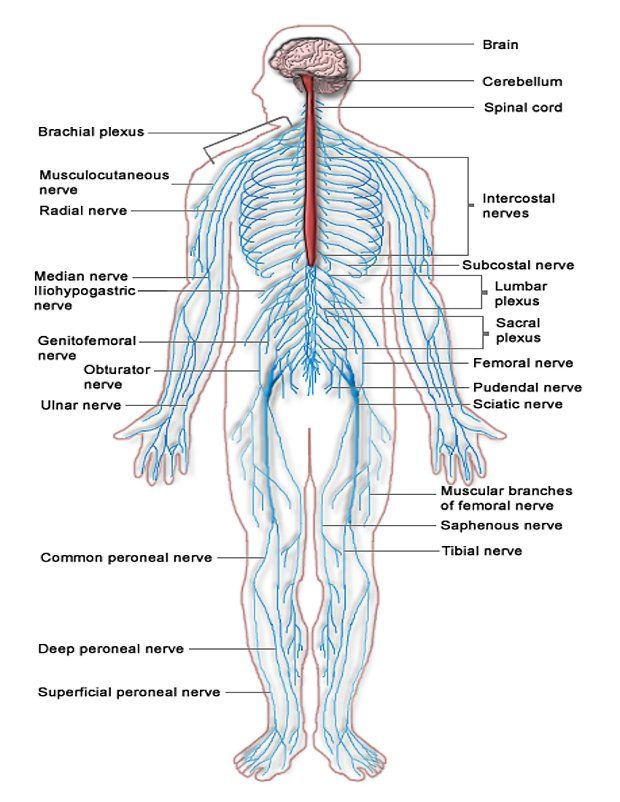 Diagram reveals the complexity of the nervous system