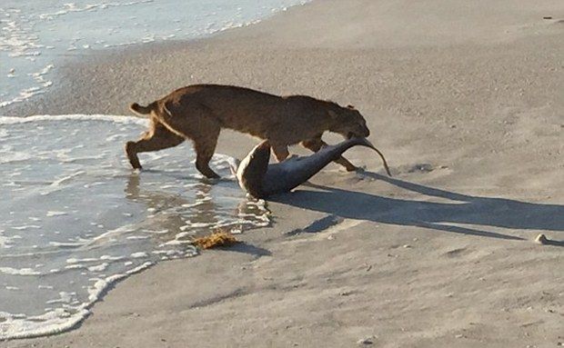 Bobcat pictured dragging a shark out of the ocean