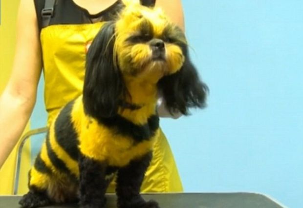 Bonus: a dog made to look like a bumblebee
