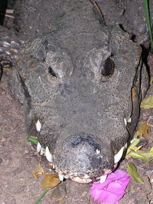 This crocodile has a soft spot for pink flowers
