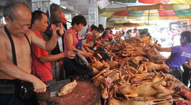 Dog-eating festival is now underway in Yulin, China
