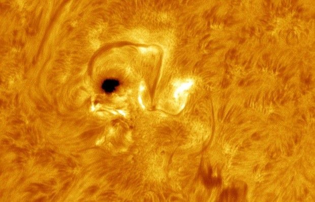 Sunspot looks like a baby chick