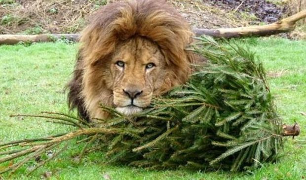 Apparently, lions love to play with Christmas trees