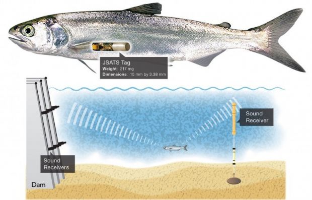 Injectable acoustic tag used to stufy fish behavior