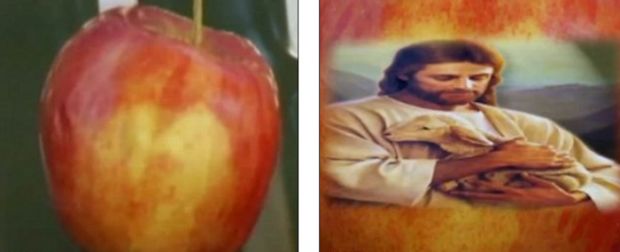 Apple's skin said to show the image of Jesus holding a lamb