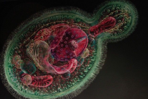 View of a yeast cell from a 2011 exhibit titled "From Another Kingdom" at the National Botanic Garden of Wales