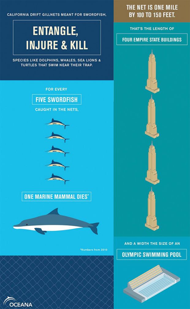 Infographic documents how gillnets affect marine wildlife