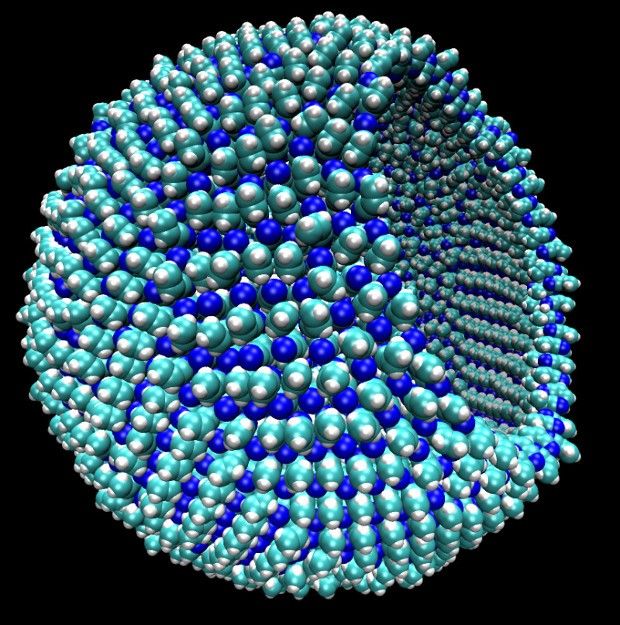 A representation of the cell membrane imaged by the Cornell University researchers