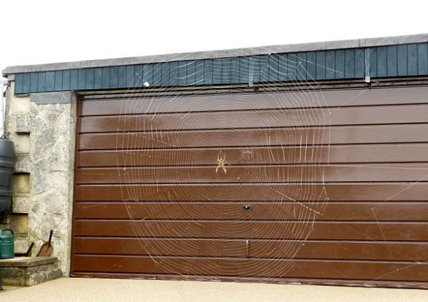 Experts believe the web was created by a garden spider