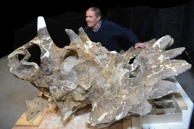 The skull that led to the discovery of this new dinosaur species