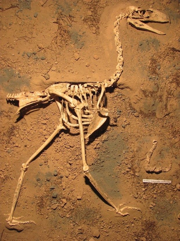 Fossilized skeleton of a Llallawavis scagliai specimen