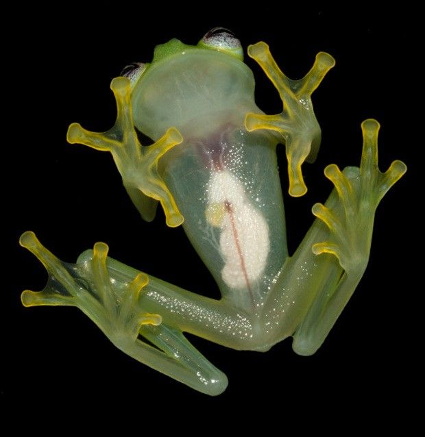 The frogs look like they were made of glass