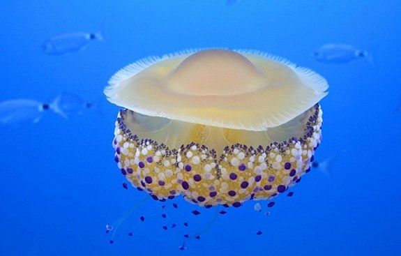 The jellyfish was photographed in the Mediterranean