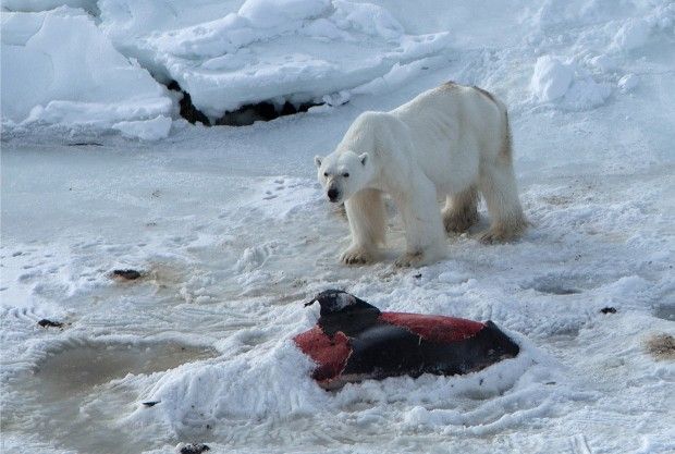 This was the first time a polar bear was seen consuming a dolphin
