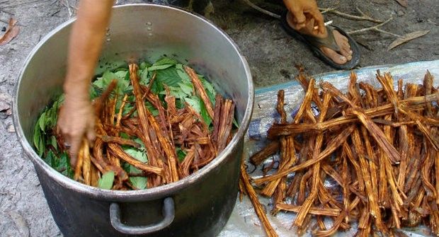 How ayahuasca is made