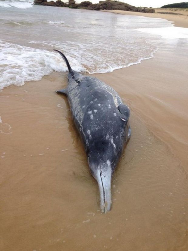 Researchers are yet to figure out what killed this whale