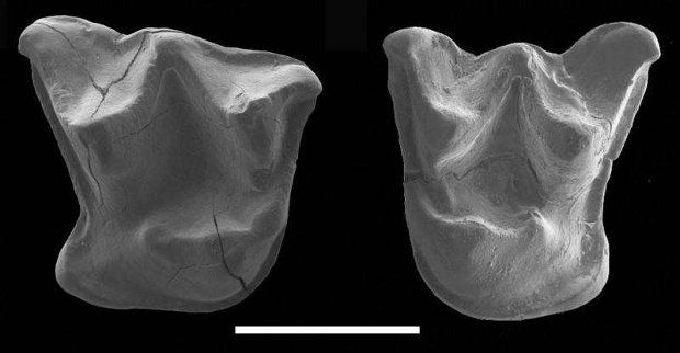 Mystacina miocenalis fossil teeth