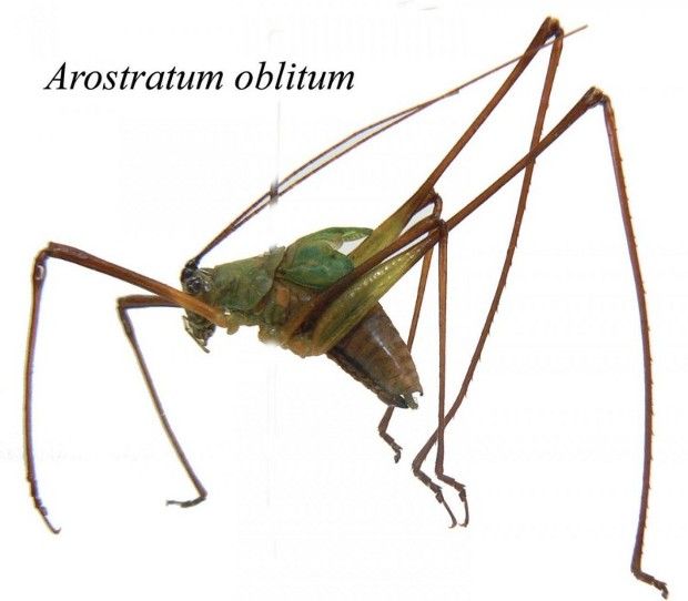 An Arostratum oblitum specimen