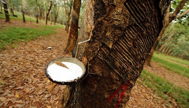 Tapping a rubber tree