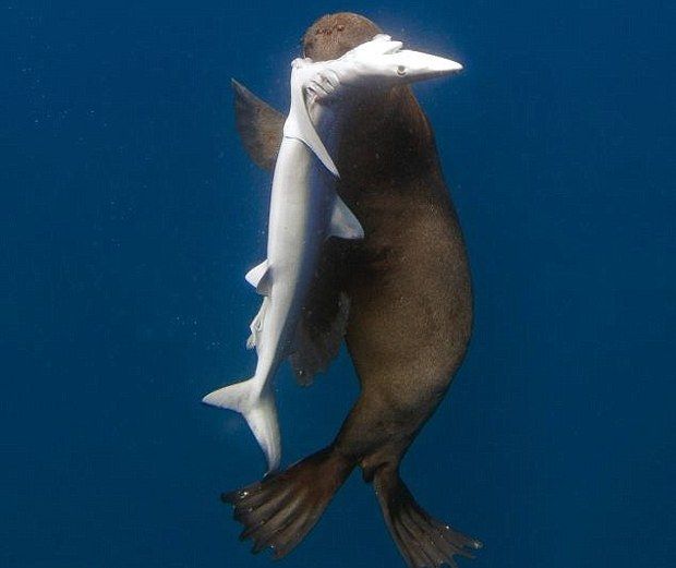 It is believed seals kill sharks to eliminate competition for fish