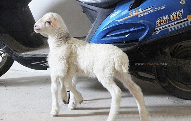 The baby goat appears to be in good health