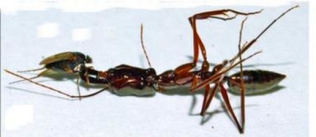 A female of D. longirostrata shown decapitating an Odontomachus ant