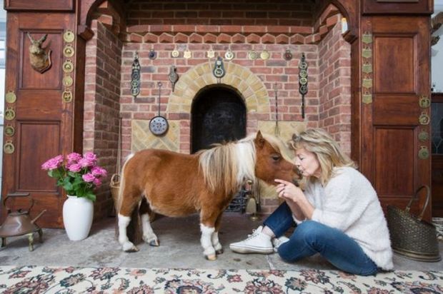 This horse is smaller than your average dog