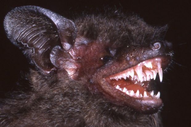 These bats sport some seriously scary canines