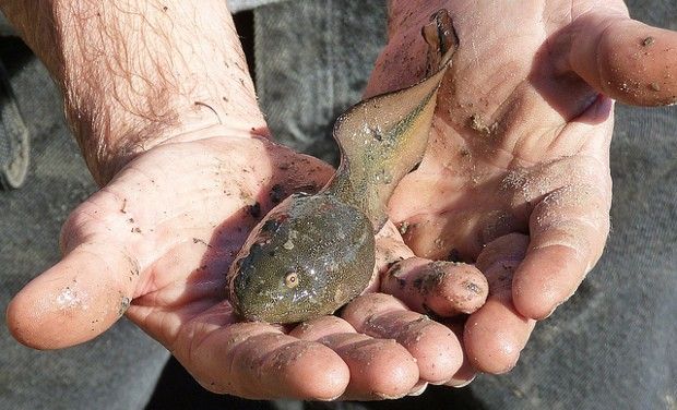As tadpoles, the frogs are freakishly big