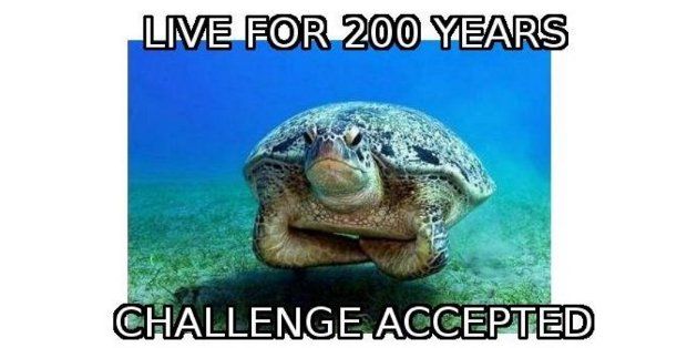 He should just give the money to the turtle