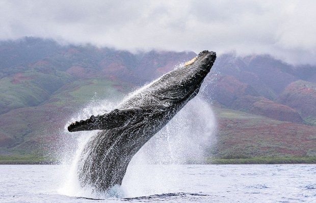 It is unclear why these marine mammals often jump out of the water