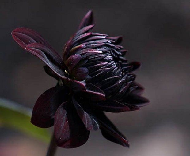 There is no such thing as perfectly black dahlias