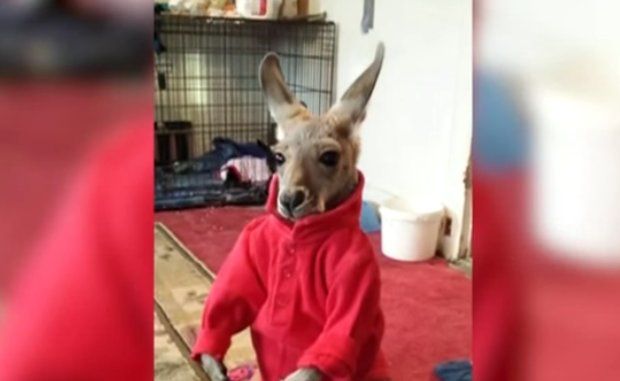 Meet Jimmy, Diana's therapy kangaroo
