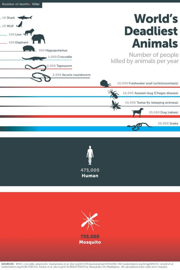 Infographic details the world's deadliest creatures