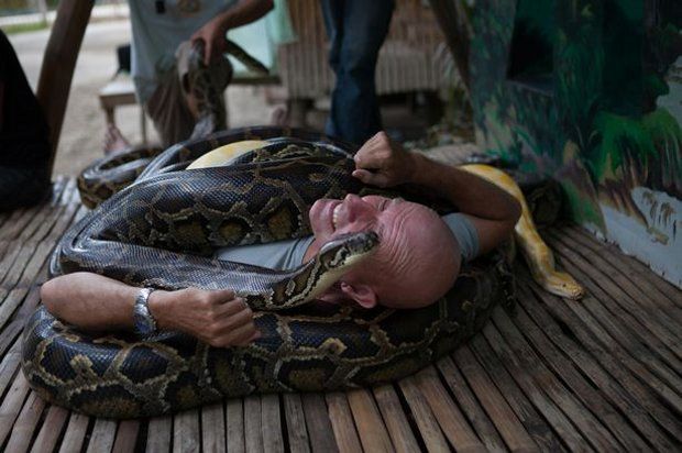 The massages are performed by pythons living in captivity