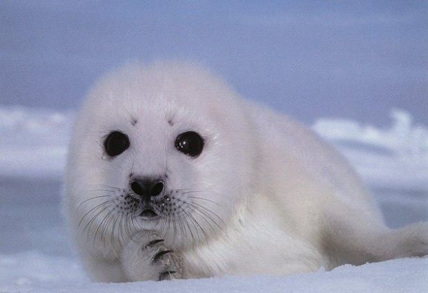 Cute baby seal is cute