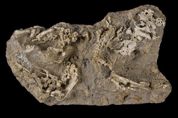 Baby dinosaur skeletons embedded in rock
