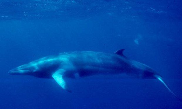 A minke whale swimming in the ocean