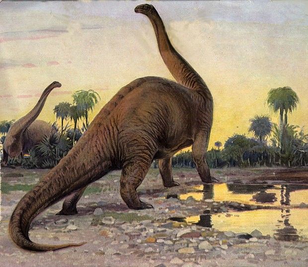 Artist's rendering of Brontosaurus
