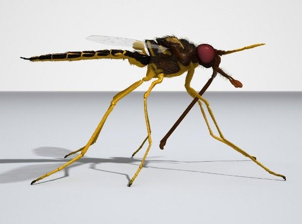 Ancient flies served as pollinators