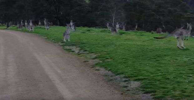 Cyclist encounters horde of kangaroos