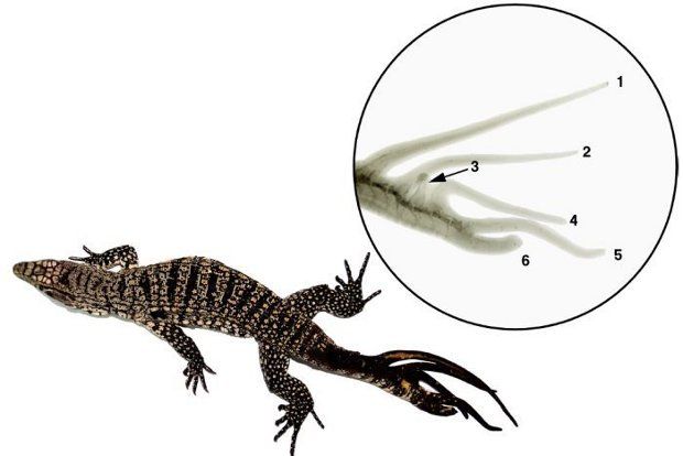 This is the first six-tailed lizard on record