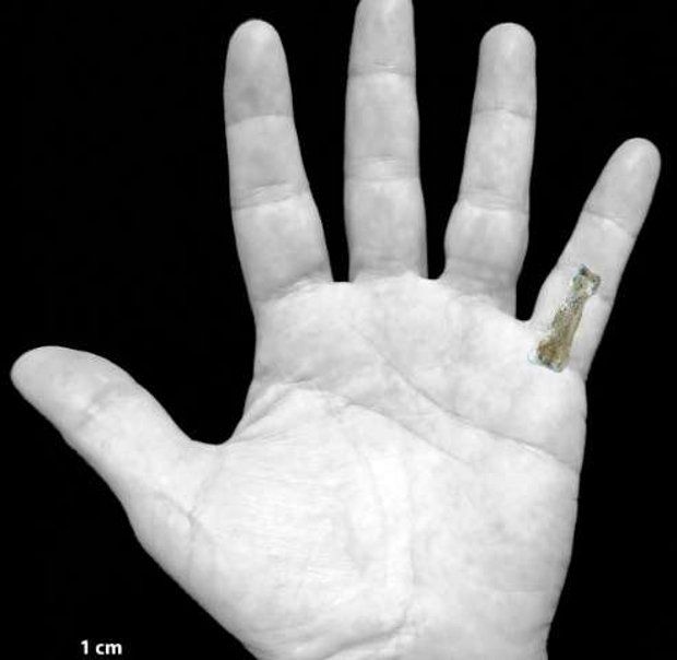 Comparison between the bone and an actual human hand
