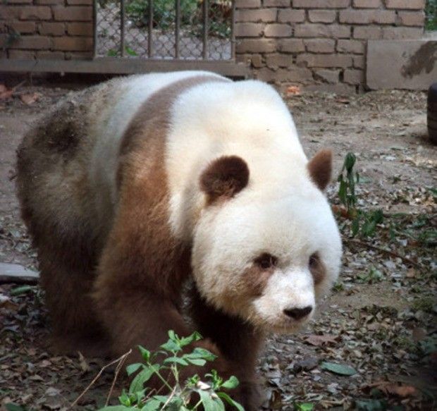 Brown and white pandas are a rare sight