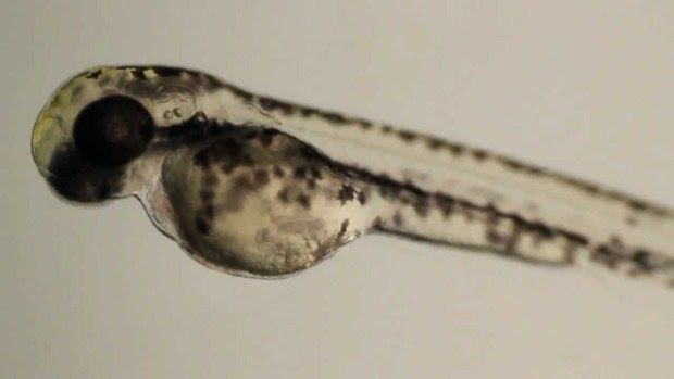A zebrafish larva