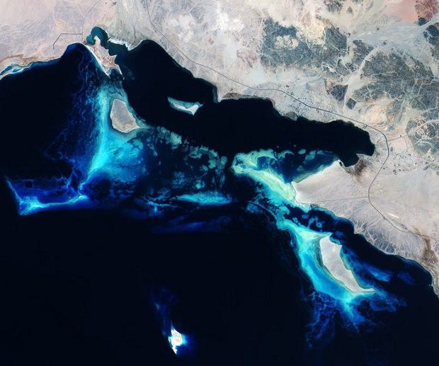 Coral reefs in the Red Sea